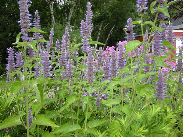 Tips for Growing Anise Hyssop Plant Tips for Growing Anise Hyssop Plant