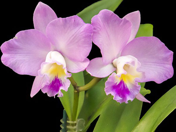 tips to take care of orchid plants boldsky com tips to take care of orchid plants boldsky com