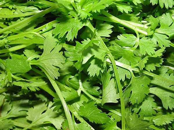 Forum on this topic: Parsley Tea Benefits and Side Effects, parsley-tea-benefits-and-side-effects/ Communication on this topic: Parsley Tea Benefits and Side Effects, parsley-tea-benefits-and-side-effects/