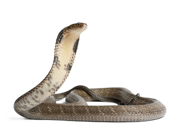 what does having dreams about snakes mean what does having dreams about snakes mean