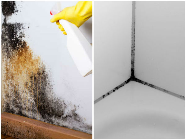 Health Effects Of Mold Exposure Black Mold