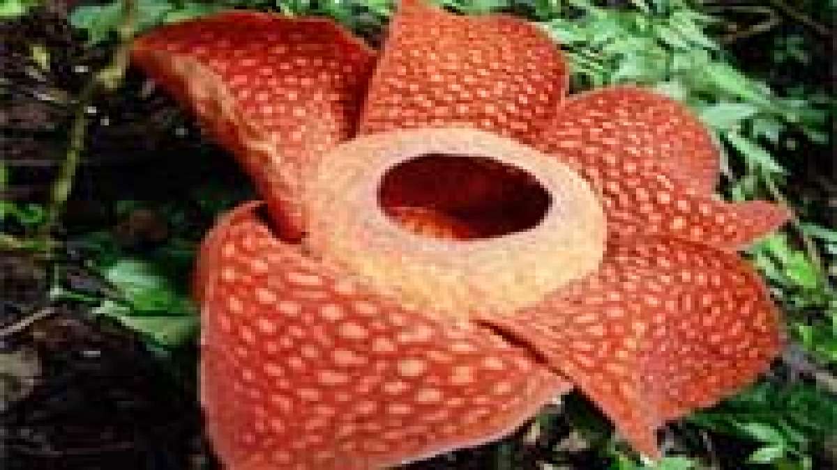 Ugly Flowers In The World