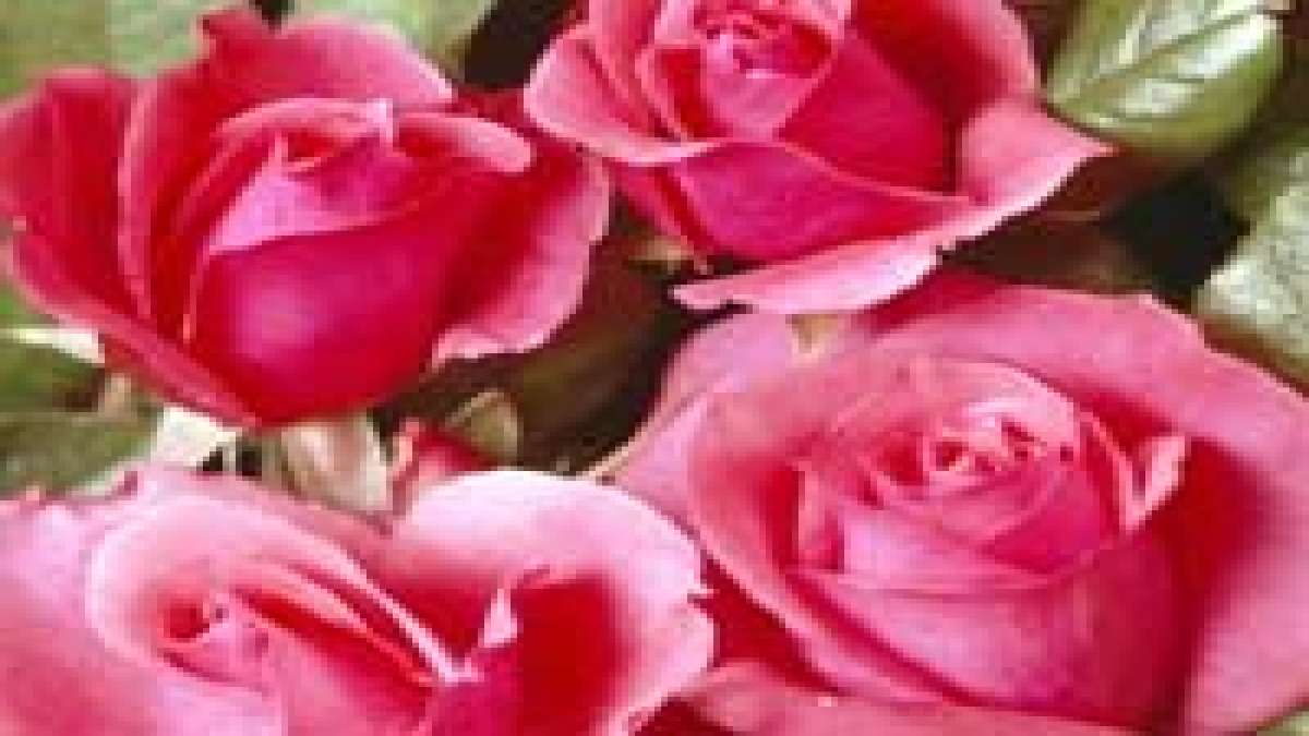 Hybrid Tea Rose Thornless Blooms For Your Beloved