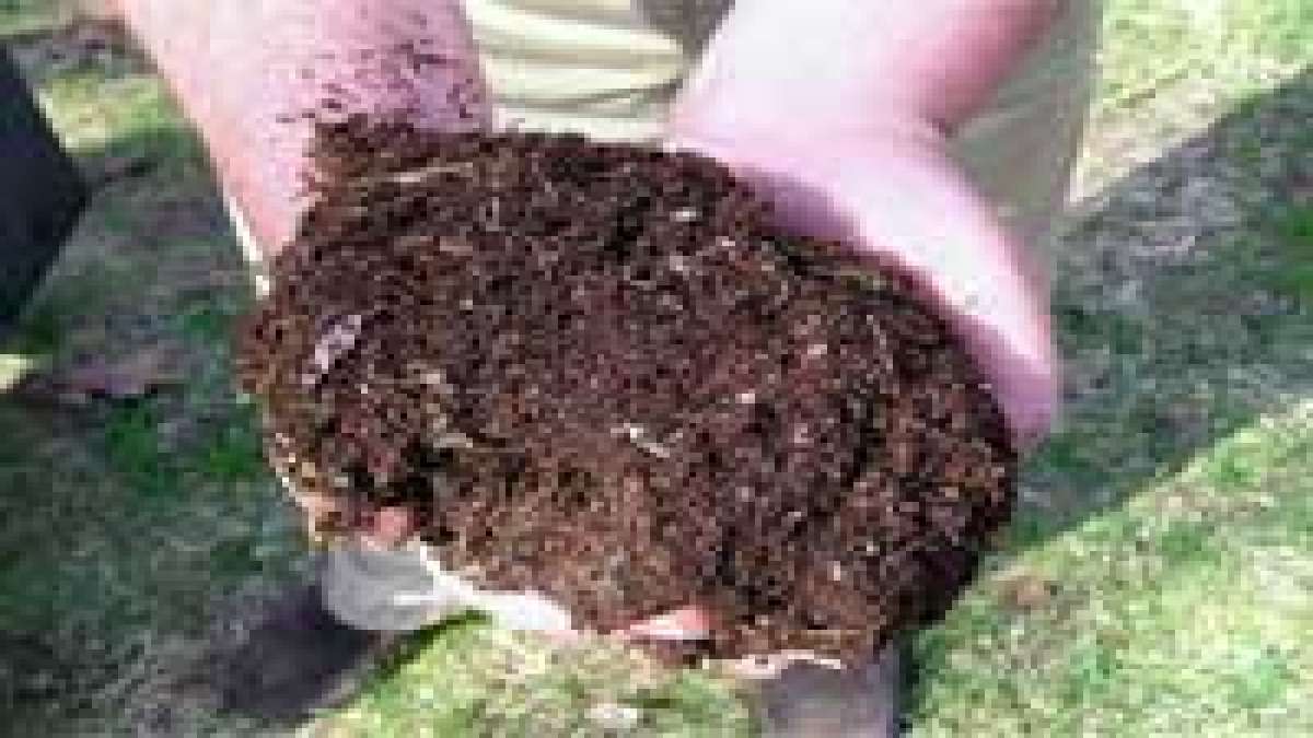 A Mango Compost For The Mango Season