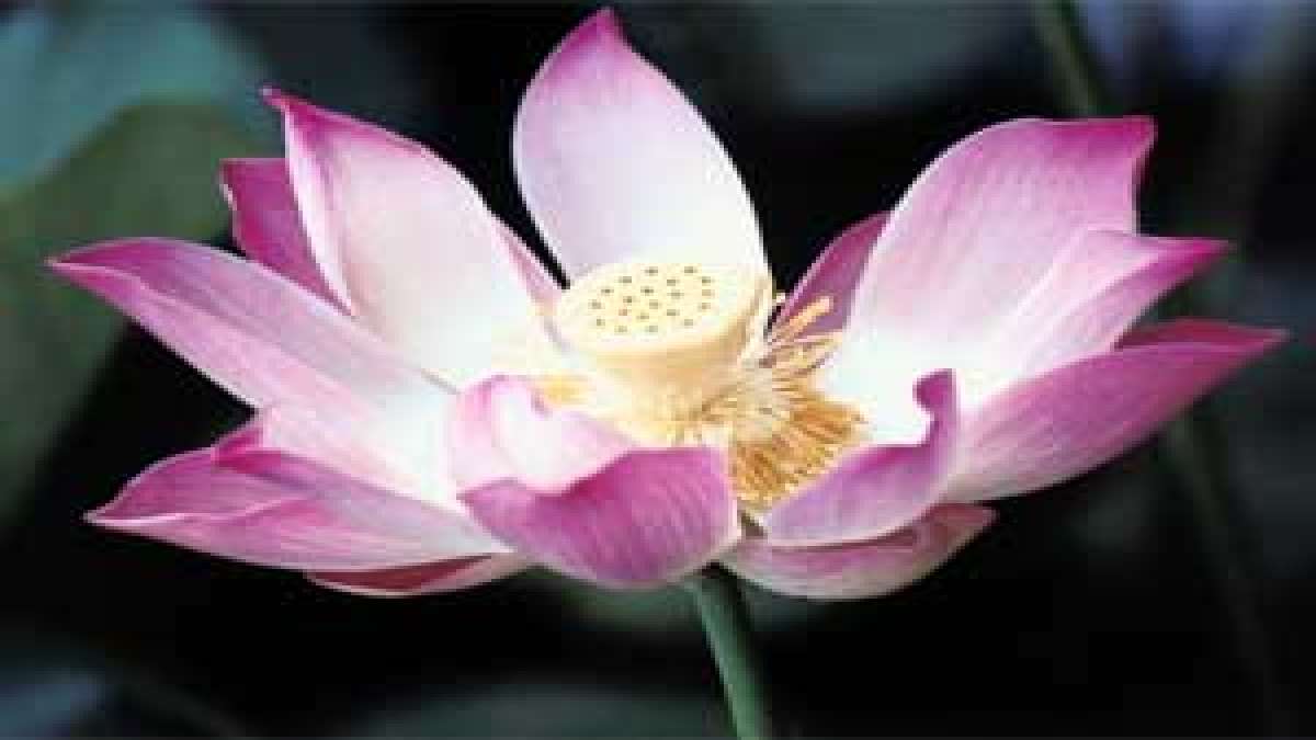 Simple Tips To Grow Lotus Plants Indoor