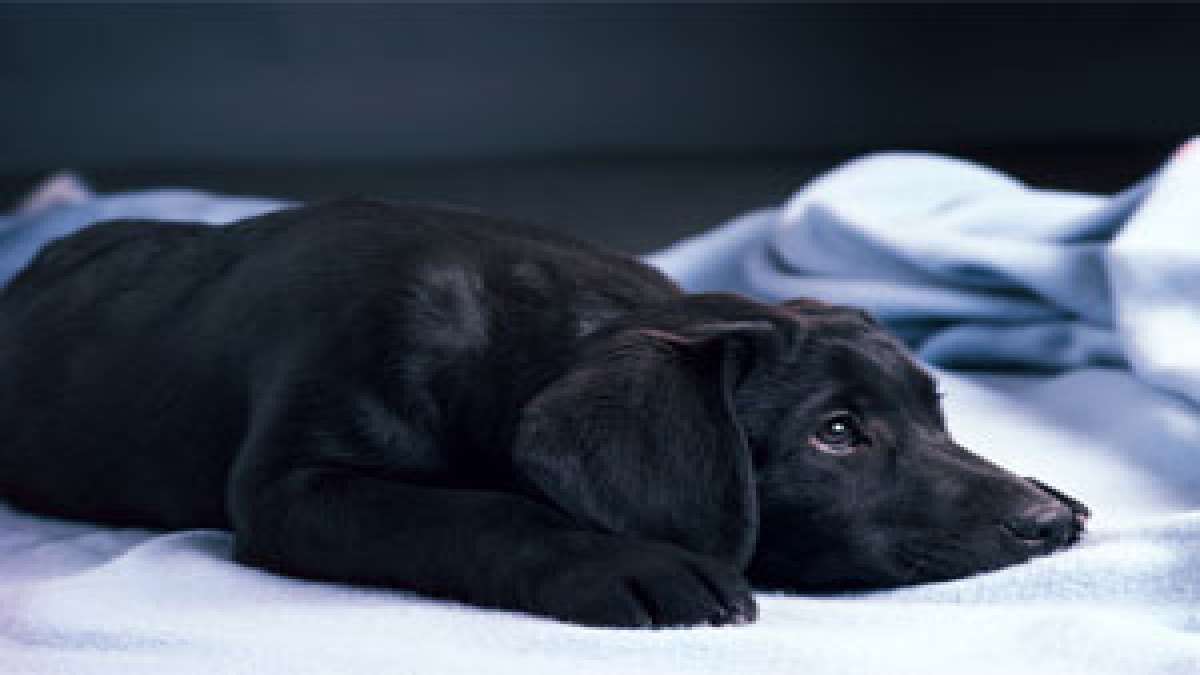 Common Labrador Health Problems
