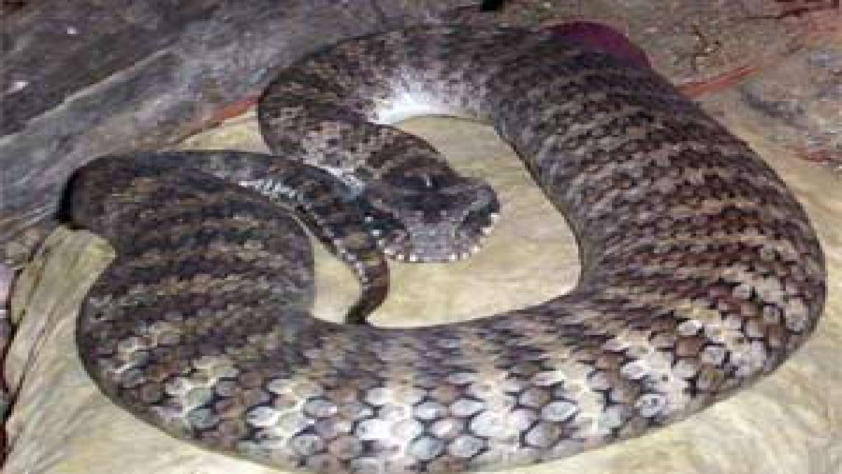 Top 5 World's Most Poisonous Snakes - Boldsky.com