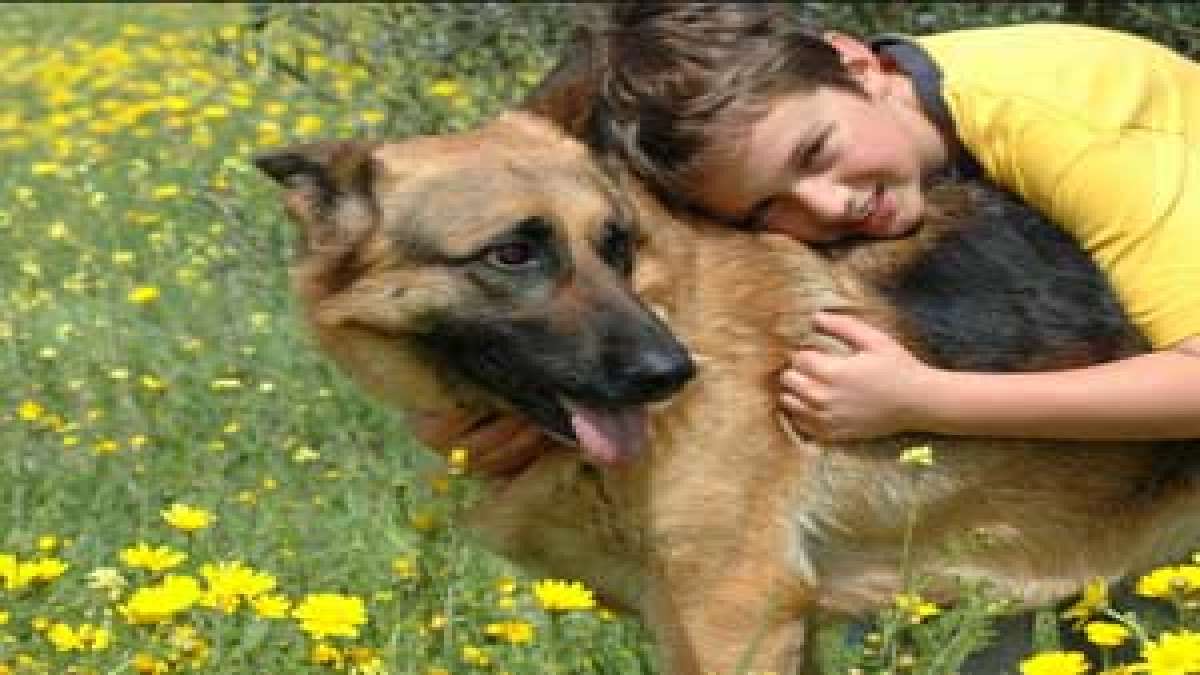 Are German Shepherds Prone To Pancreatitis
