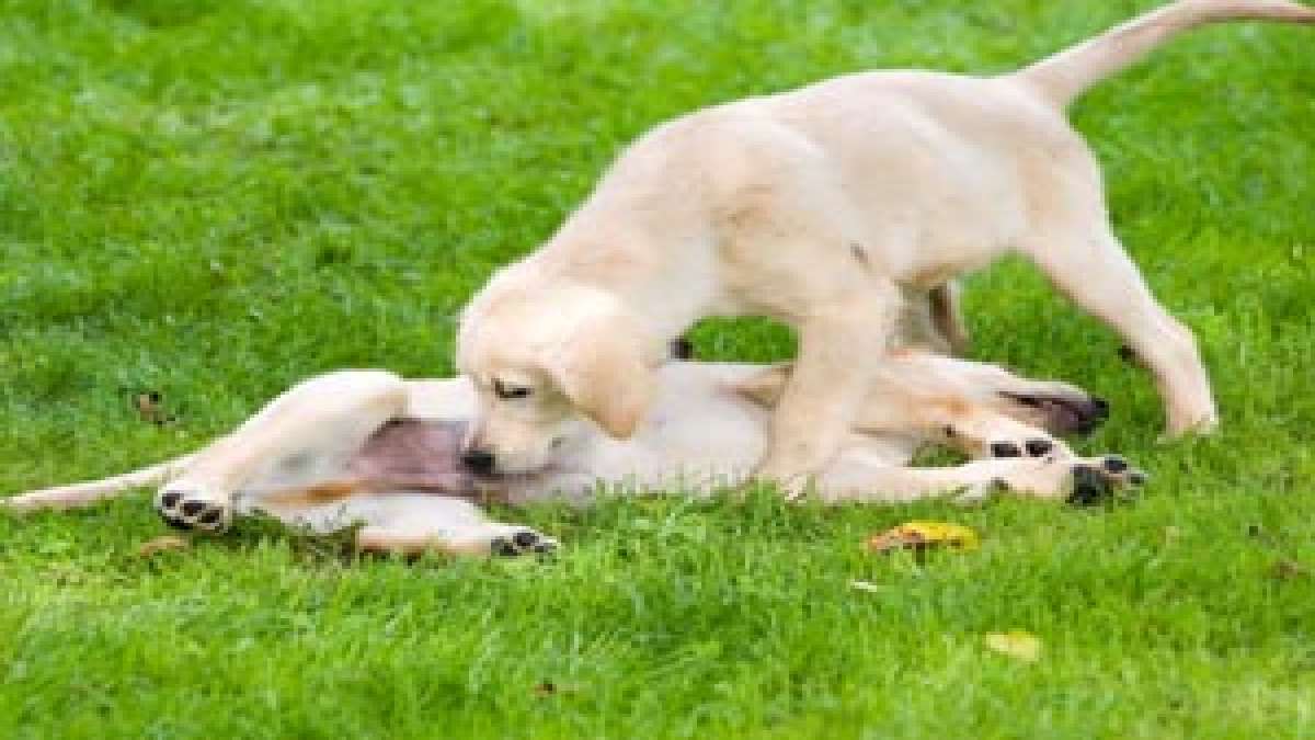 Breeding Your Female Dog Things To Know