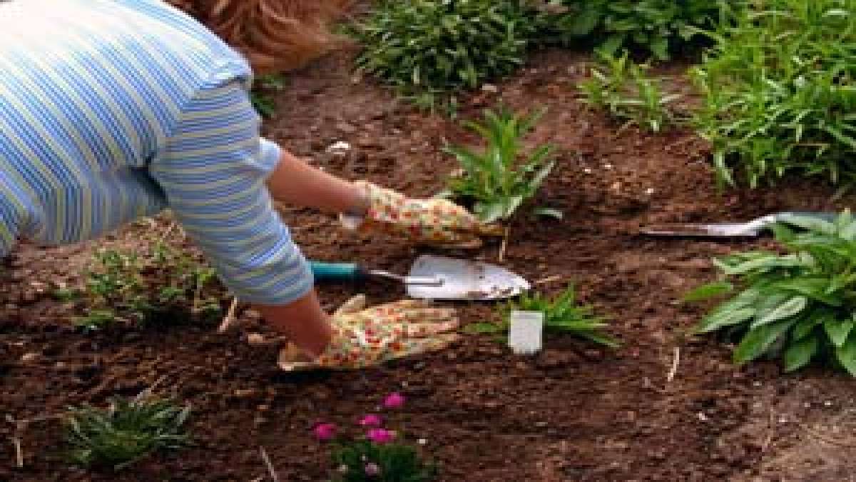 How To Get Rid Of Weed From Garden?