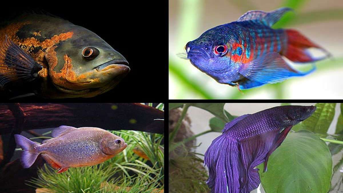 Aquarium Fish That Are Best Left Alone