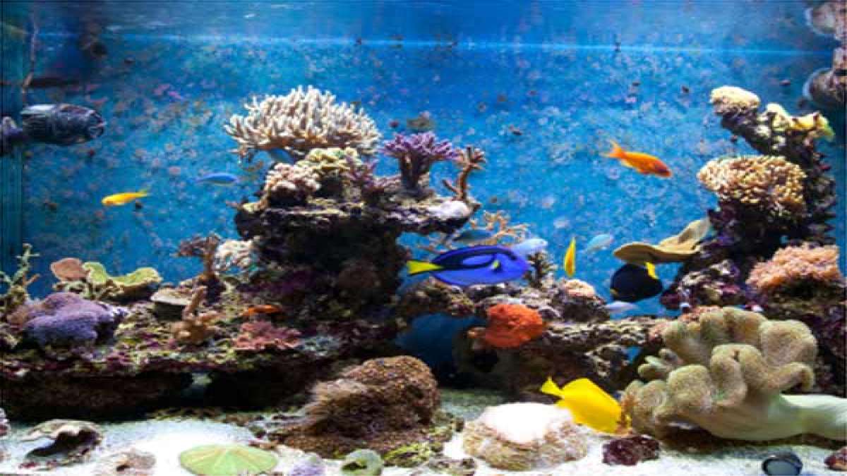 How To Keep Fish Tank Cool In Summer?