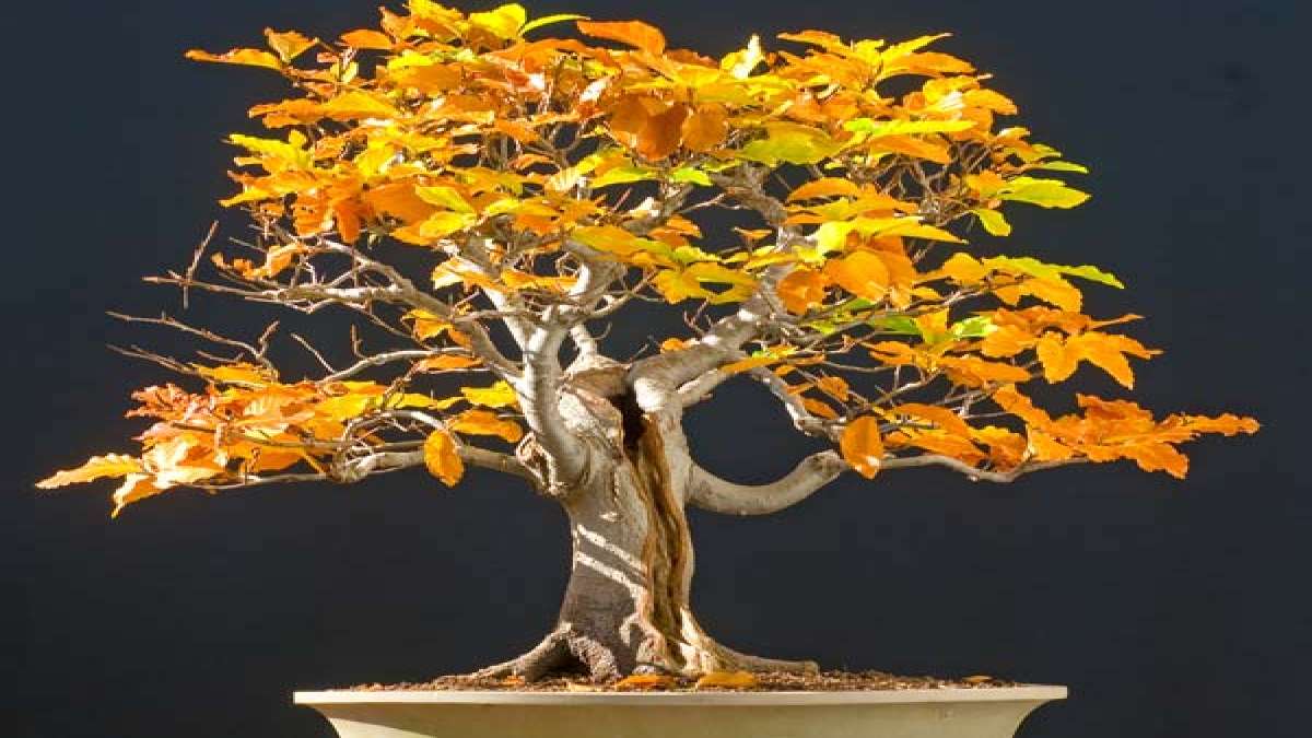 Best Plants For Bonsai