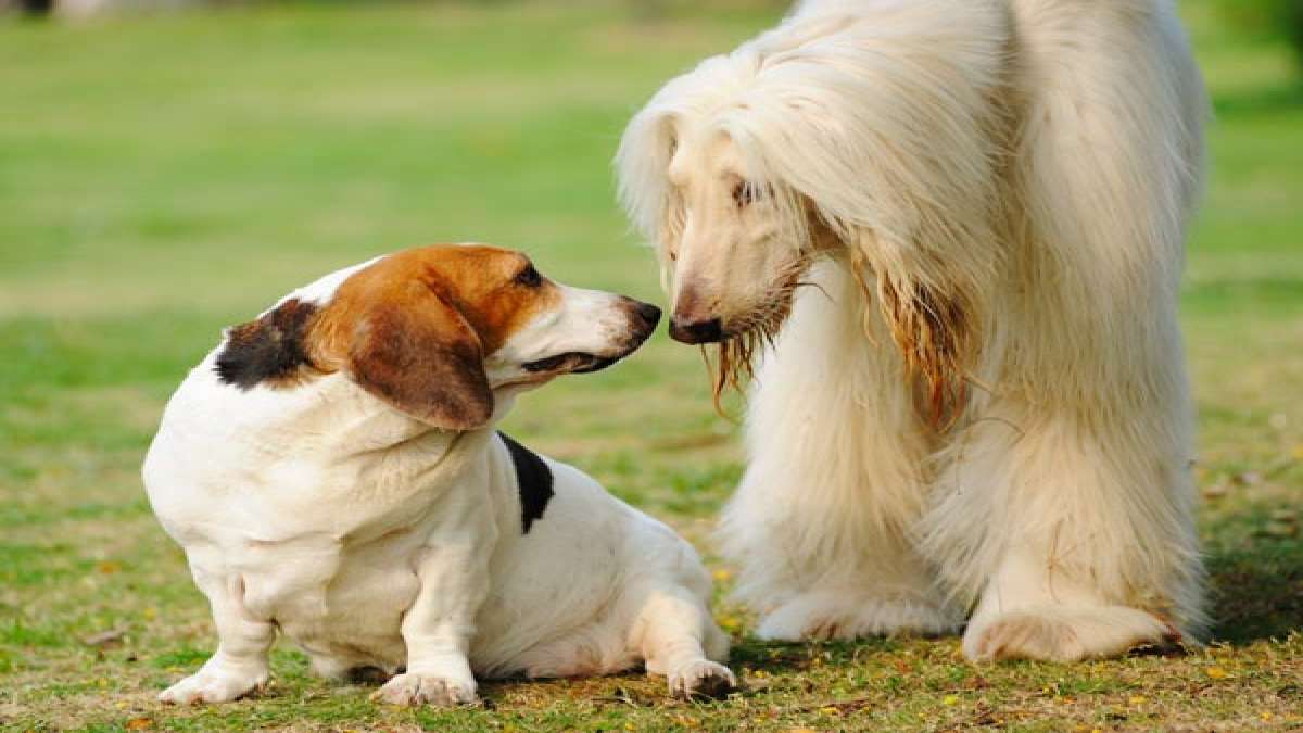 Do Male Dogs Care For Puppies