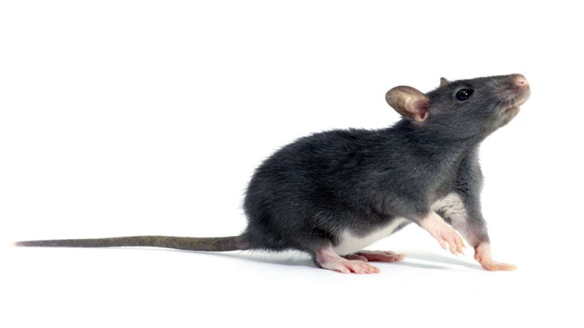 Tips To Get Rid Of Rats From Your Garden - Boldsky.com