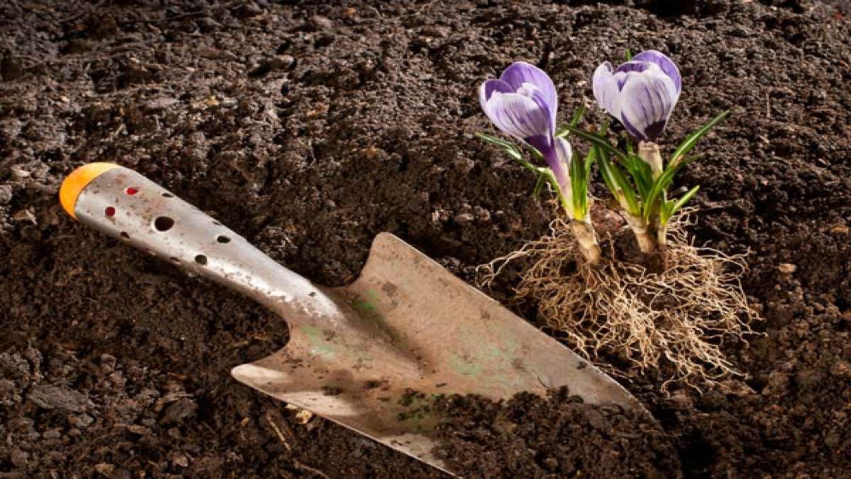 Gardening Tips To Use Cow Manure