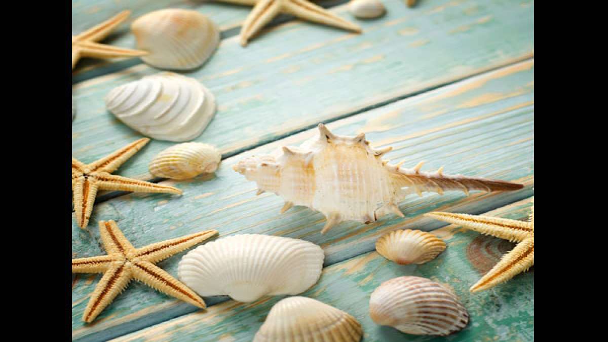 Place Sea Shells Feng Shui Style!