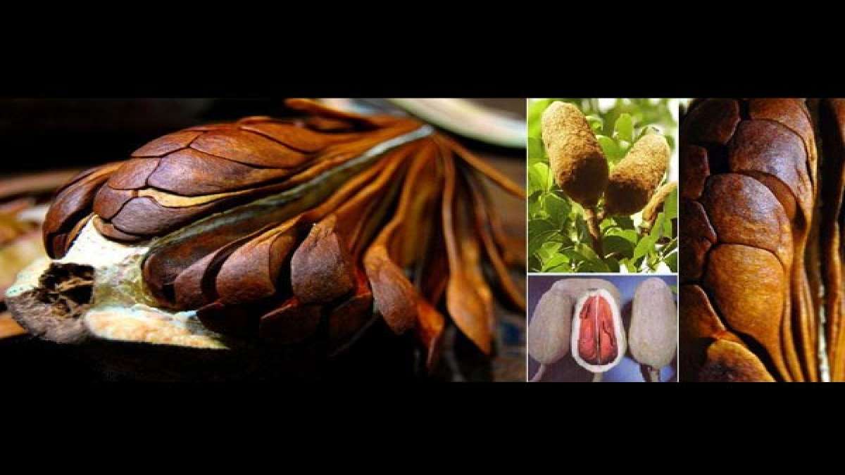 Health Benefits Of Sky Fruit