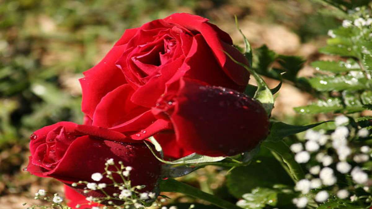 Top 10 Lucky Plants For Your Home - Boldsky.com