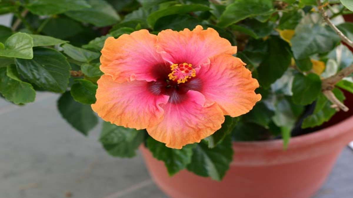 Best Tips On Hibiscus Plant Care