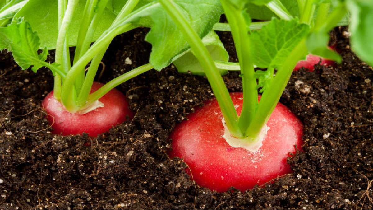Best Tips To Grow Radish In Containers