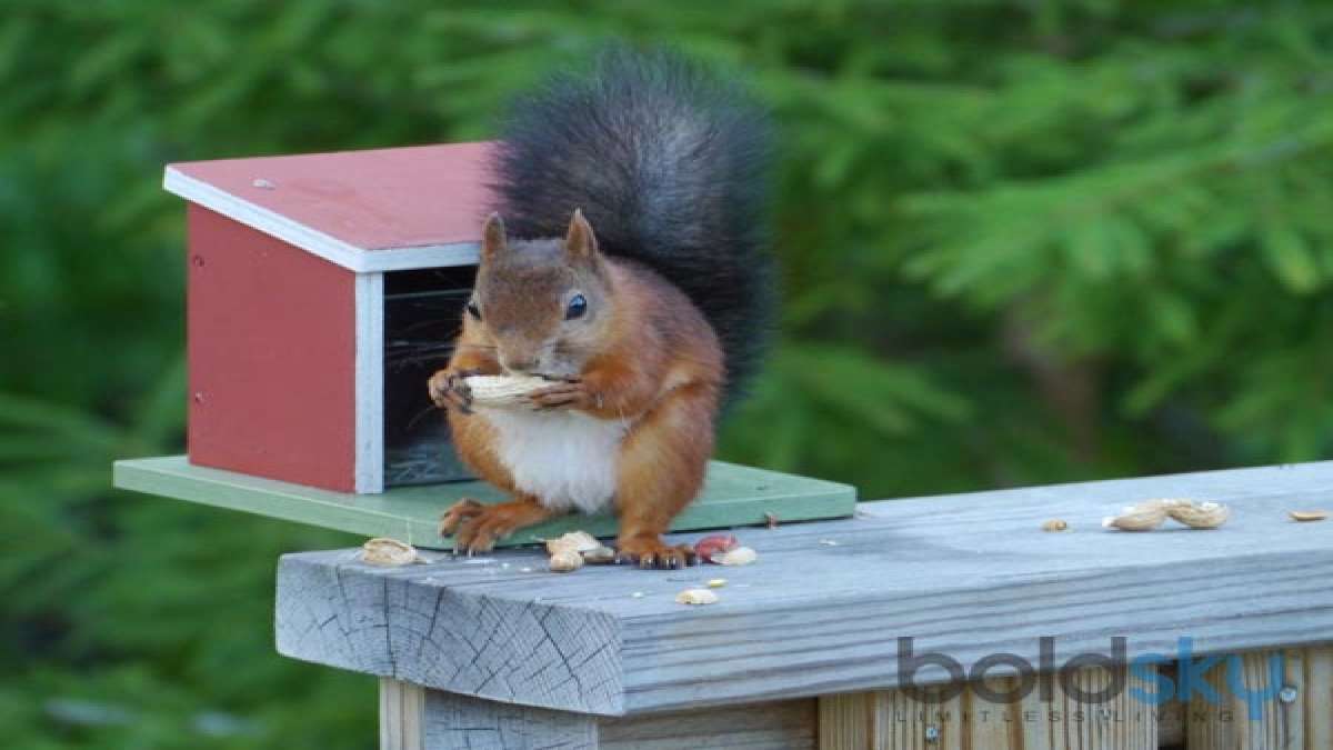5 Ways To Prevent Squirrels From Eating Your Garden