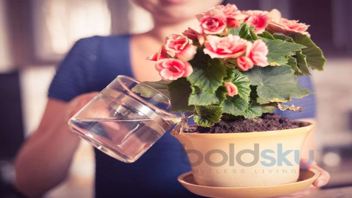 6 Best Ways To Water Plants In Summer