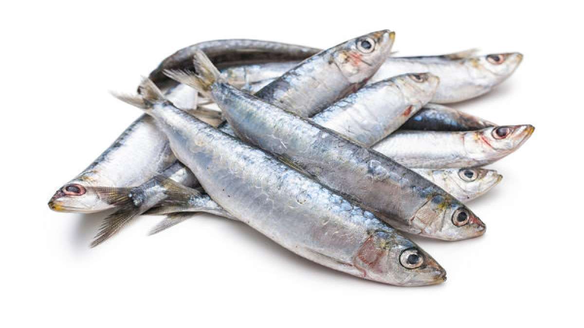 5 Reasons Why Sardines Are A MustHave