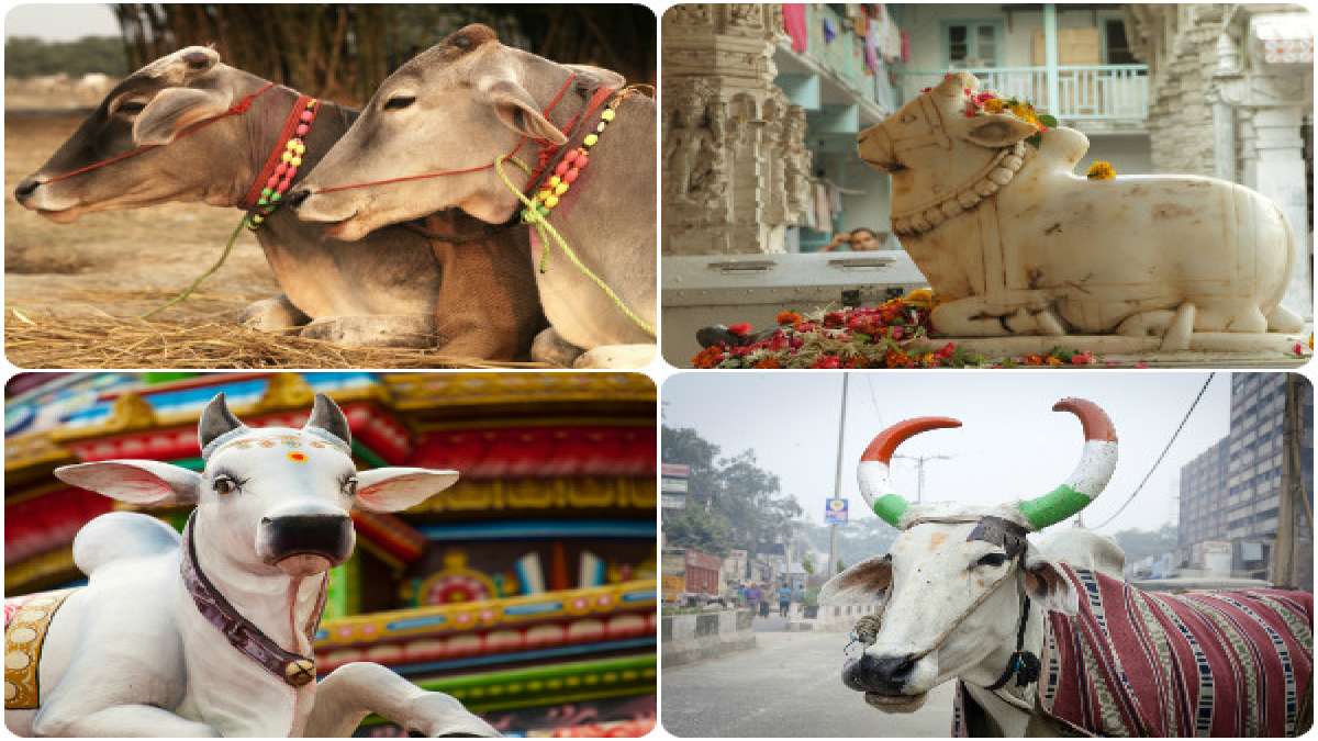 Why Do Hindus Worship Cows?
