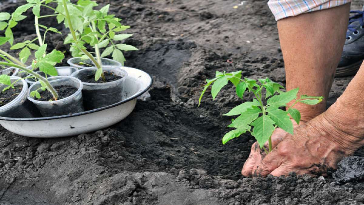 Benefits Of Using Wood Ash In Garden