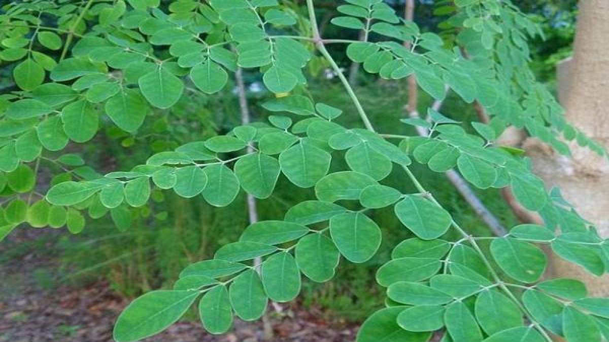 Beauty Benefits Of Drumstick Leaves