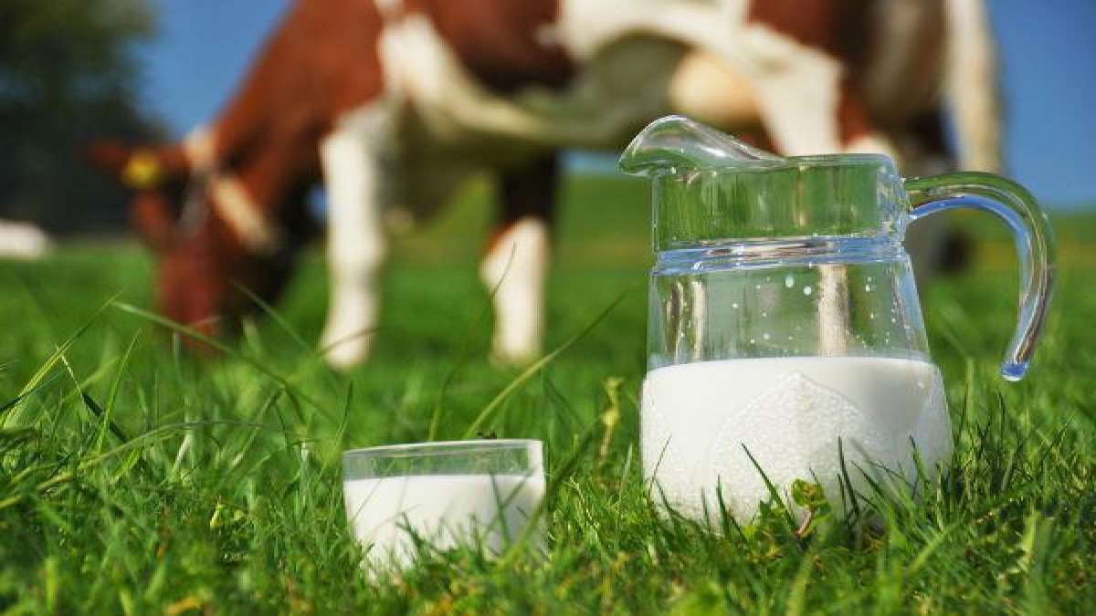 9 Harmful Effects Of Milk On Health