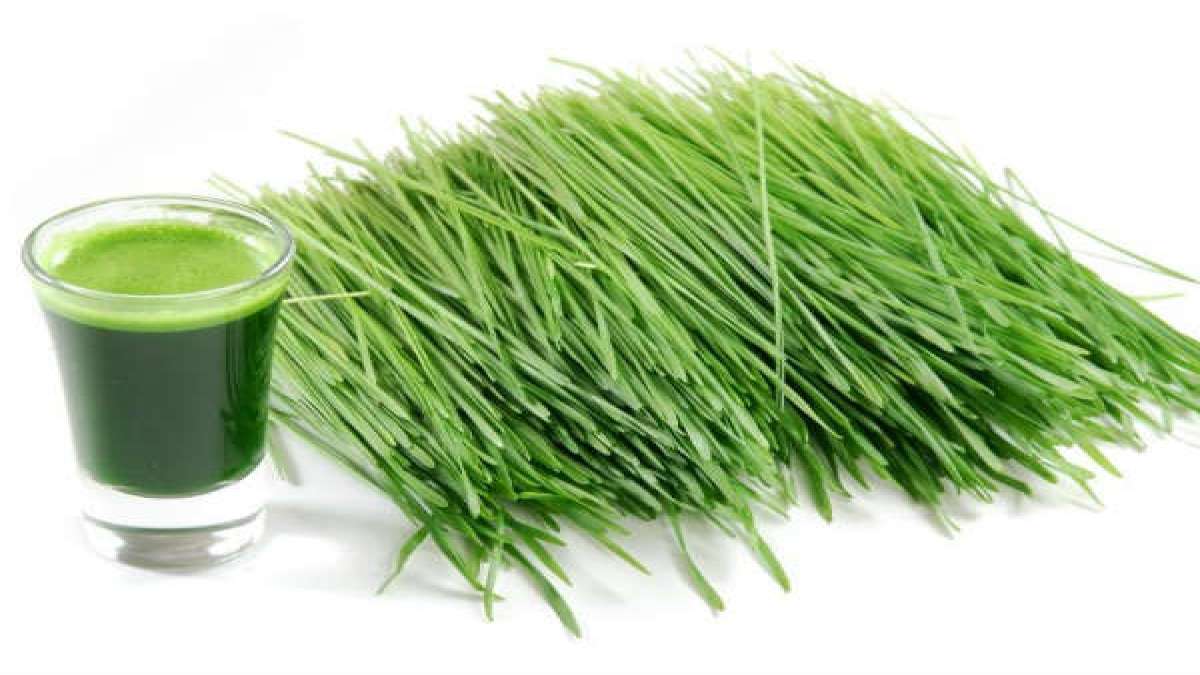 7 Reasons To Drink Wheat Grass Juice Everyday