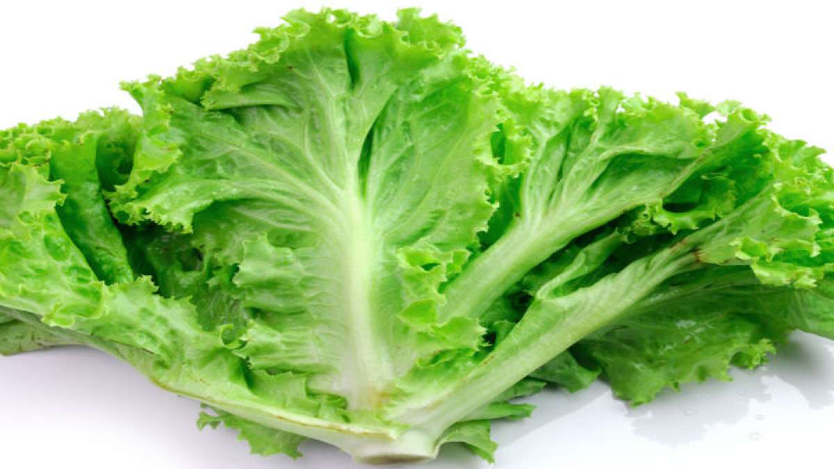 Health Benefits Of Lettuce In Pregnancy