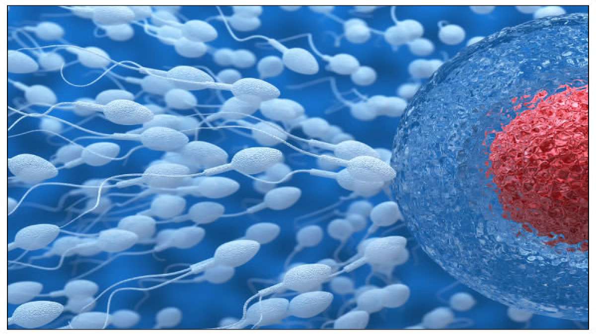 Interesting Facts About Conception - Boldsky.com