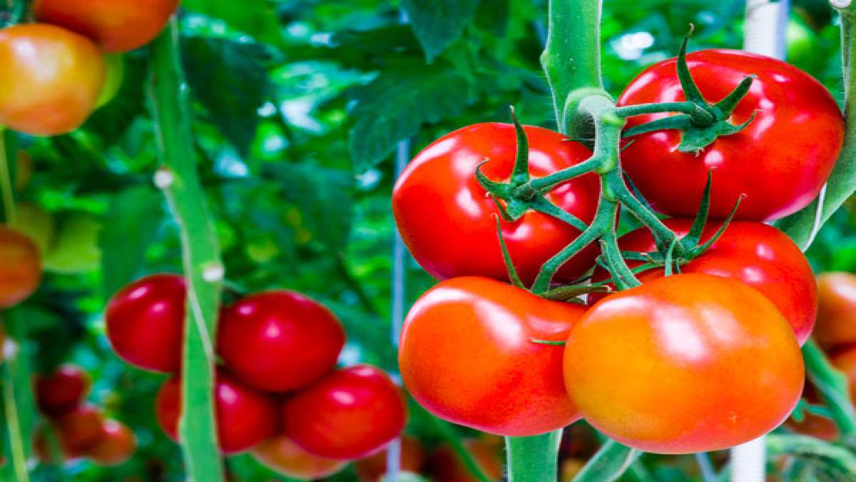8 Best Veggies To Grow In Summer