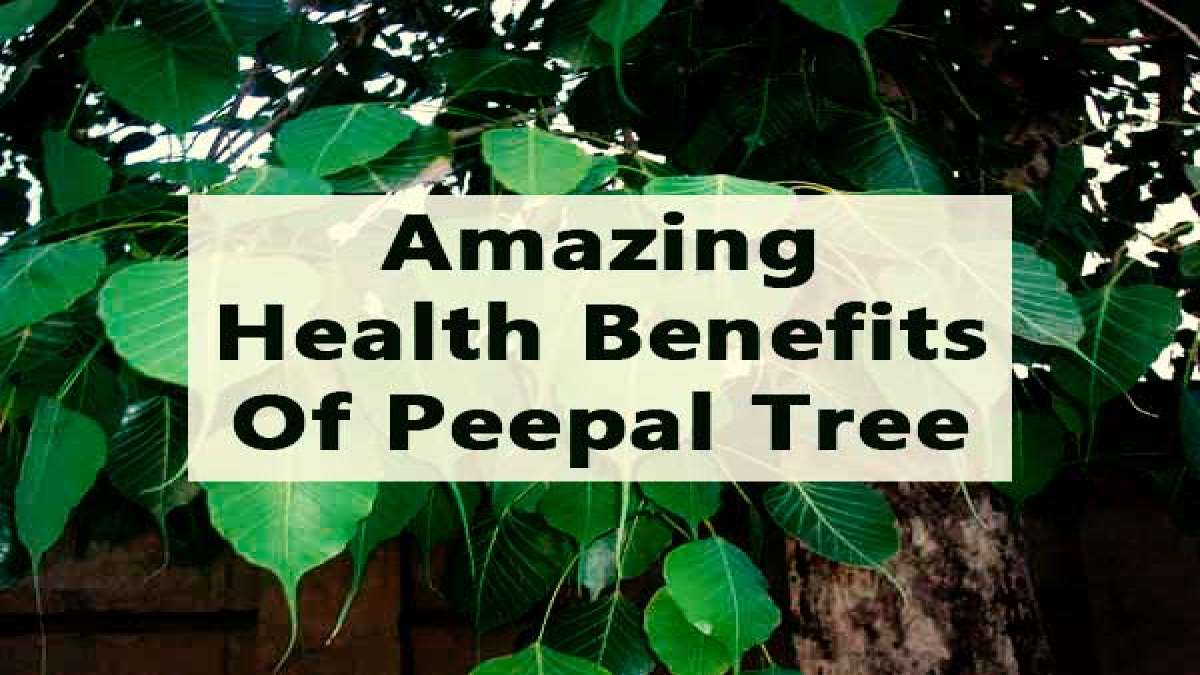 10 Amazing Health Benefits Of Peepal Tree & Leaf