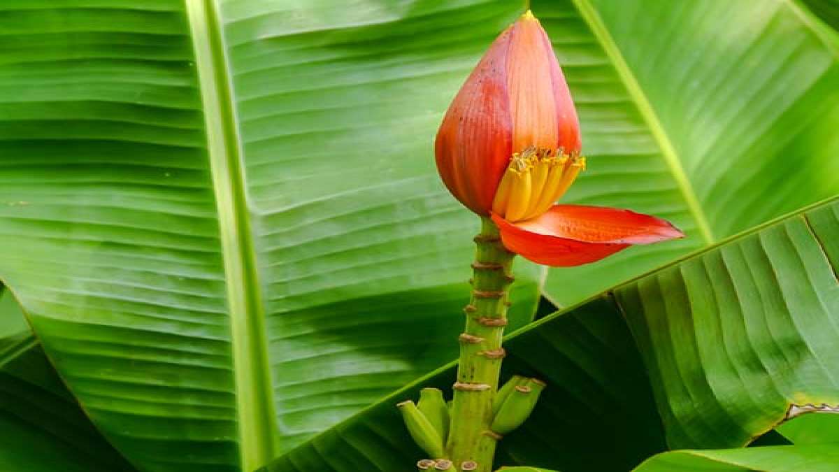 What Happens When You Eat A Banana Flower?