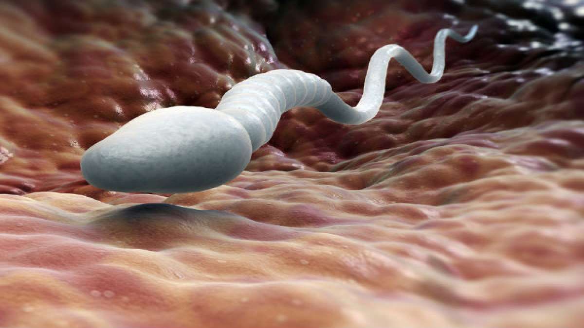 Facts How Long Can Sperm Cells Live?
