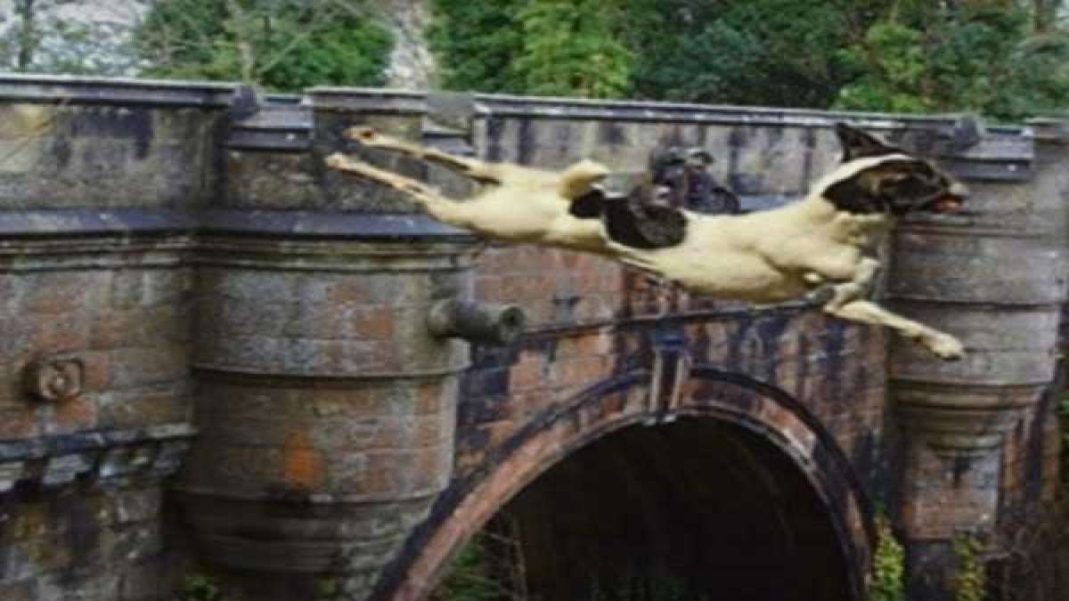 Have You Heard About Dog's Suicide Bridge?
