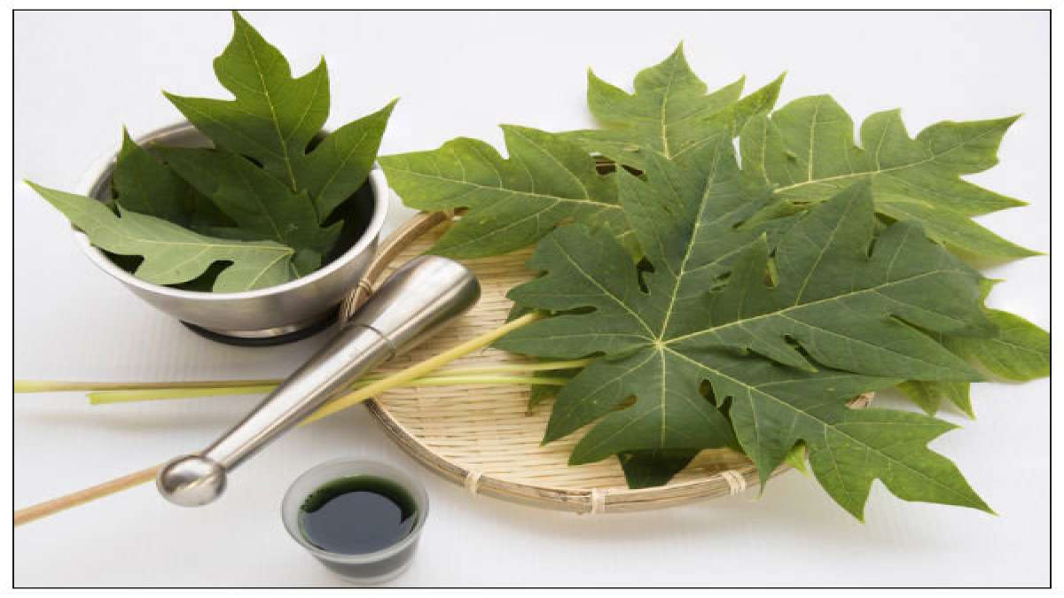 Try This Papaya Leaf Stomach Detox Drink To Keep Diseases Away