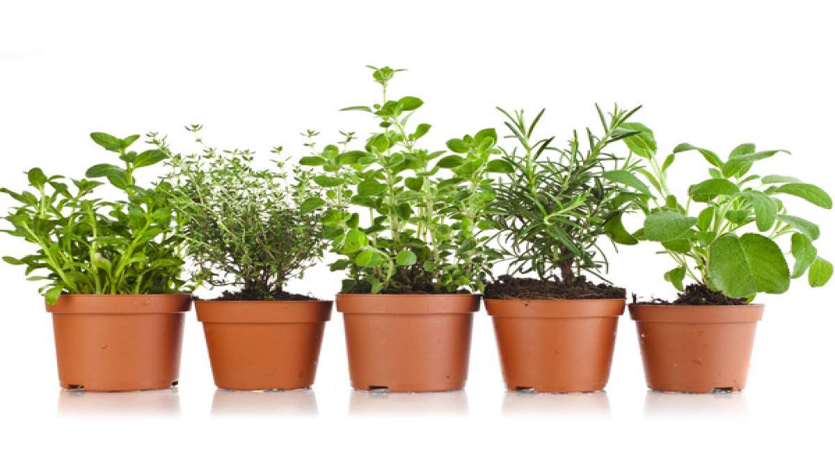 Best Medicinal Plants To Grow At Home