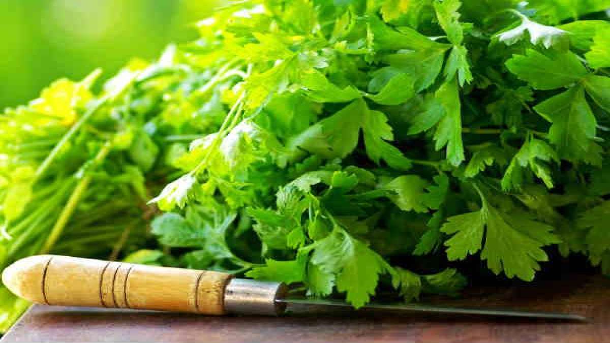 Reduce Gastritis + 6 Other Health Benefits Of Parsley