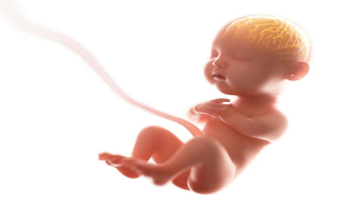 When does a fetus have brain development - Boldsky.com