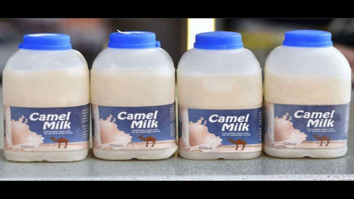 7 Amazing Health Benefits of Camel Milk