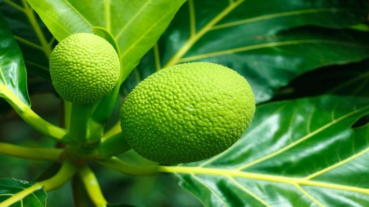 Breadfruit 13 Potent Health Benefits, Nutritional Facts And How To Consume