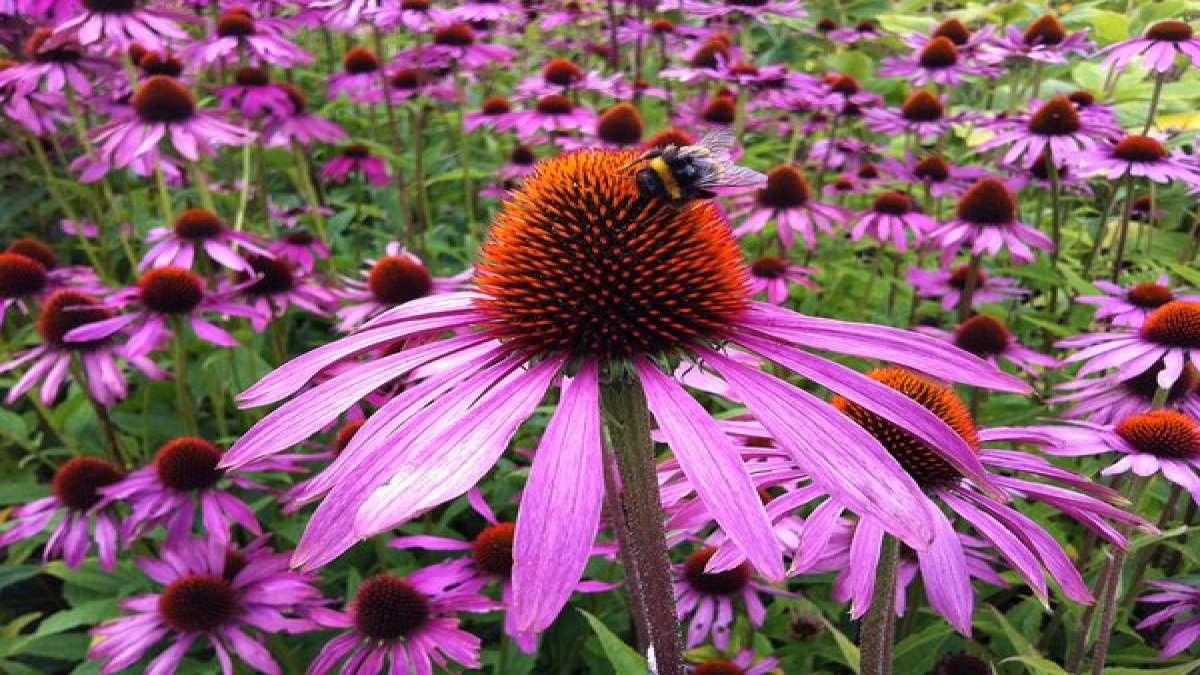 Miracle Herb Echinacea Uses, Benefits, Side Effects & Recipes
