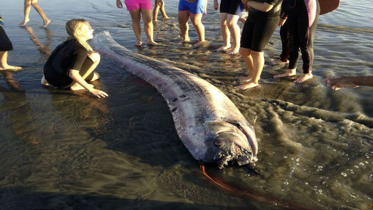 Japan tsunami creature