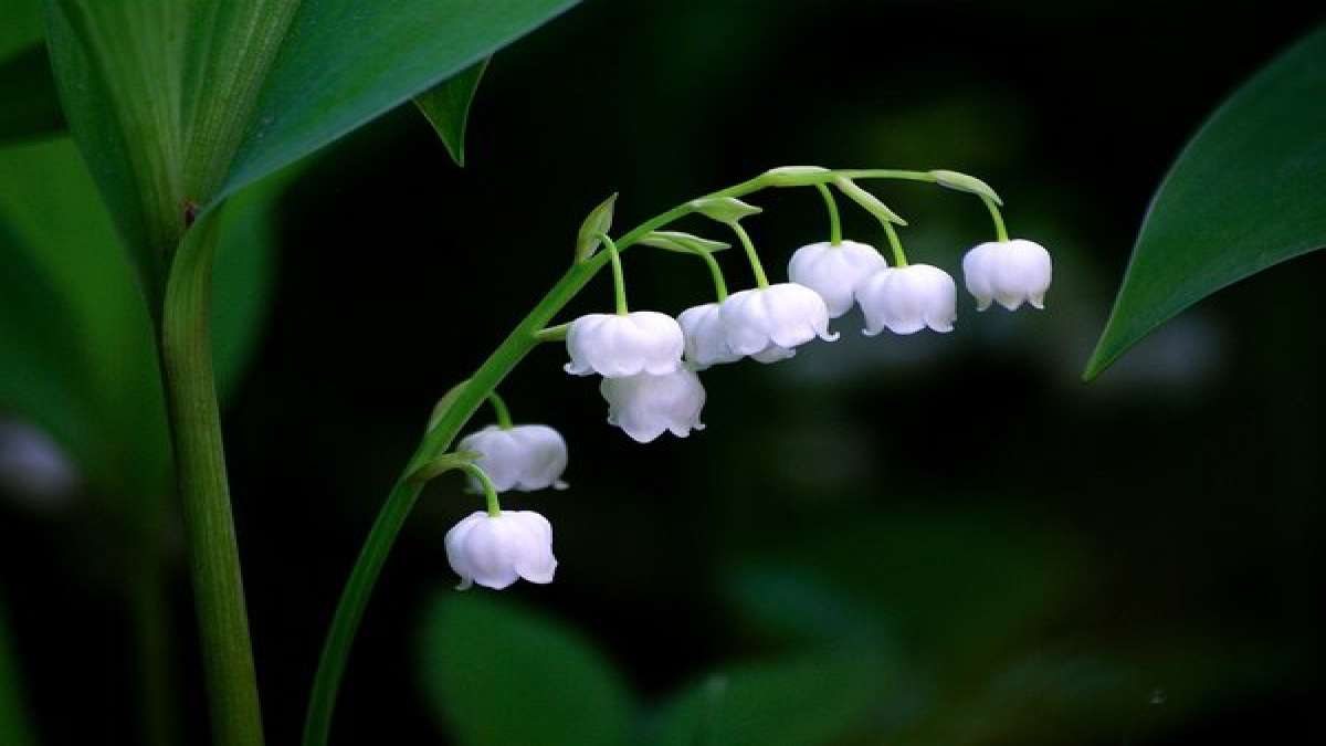 Astonishing Benefits Of Lily Of The Valley, Interactions & Side Effects