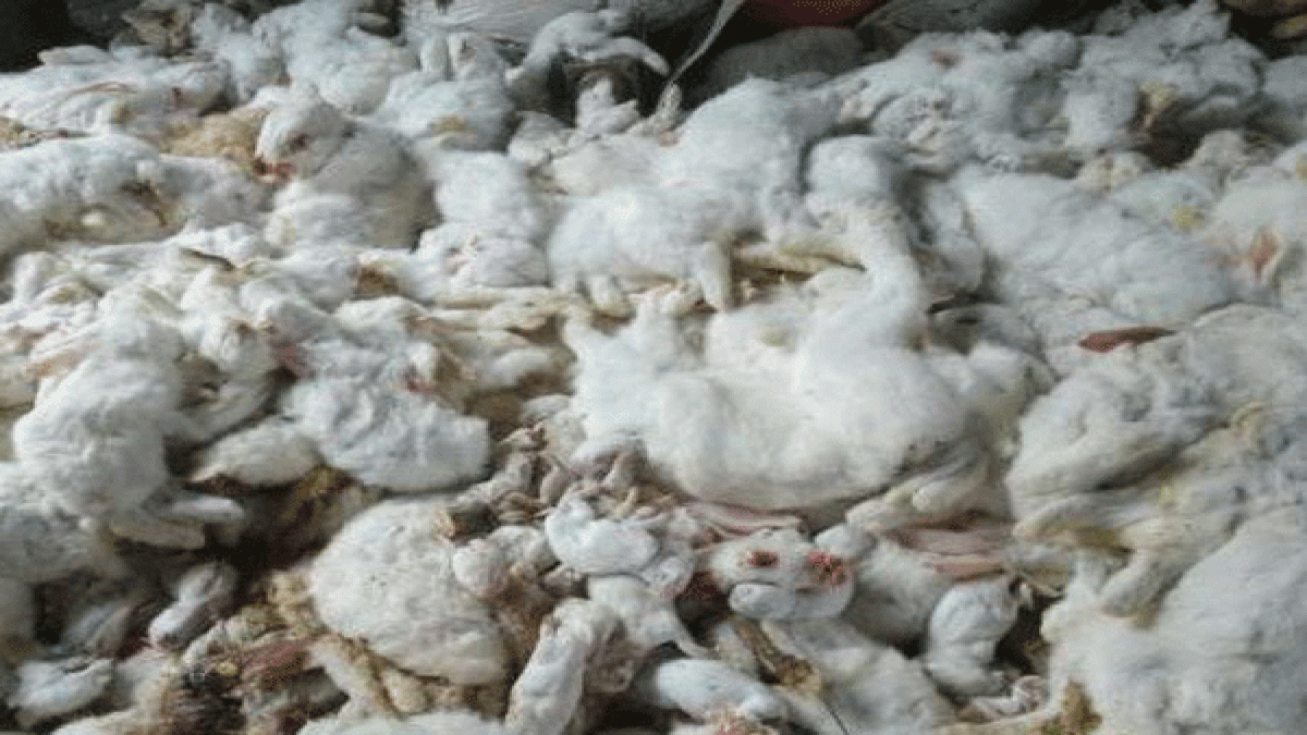 10000 Rabbits Died After Cracker Celebrations Scared Them - Boldsky.com